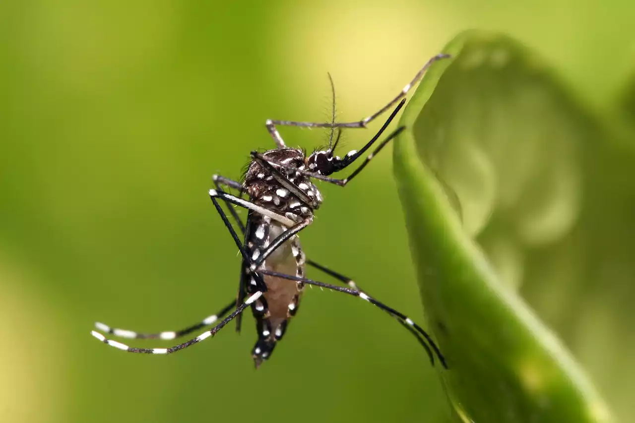 La saliva de los mosquitos tiene un ingrediente secreto que puede llegar a matarte