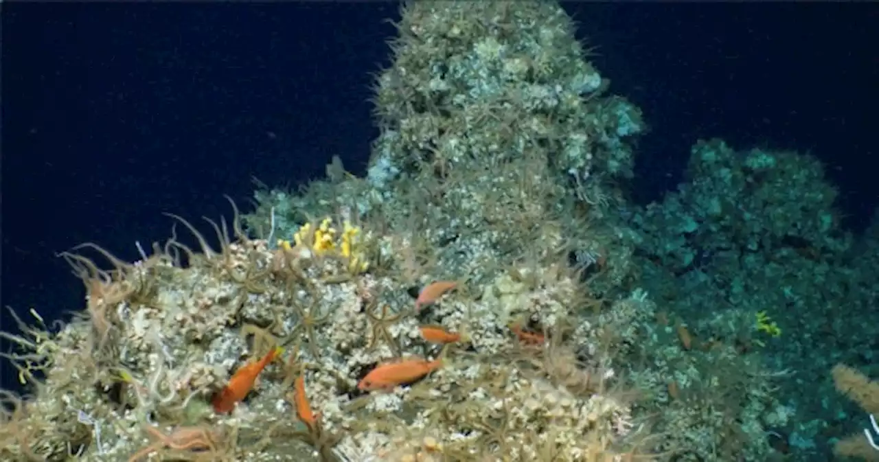 New coral reef discovered in Ecuador’s Galapagos Islands