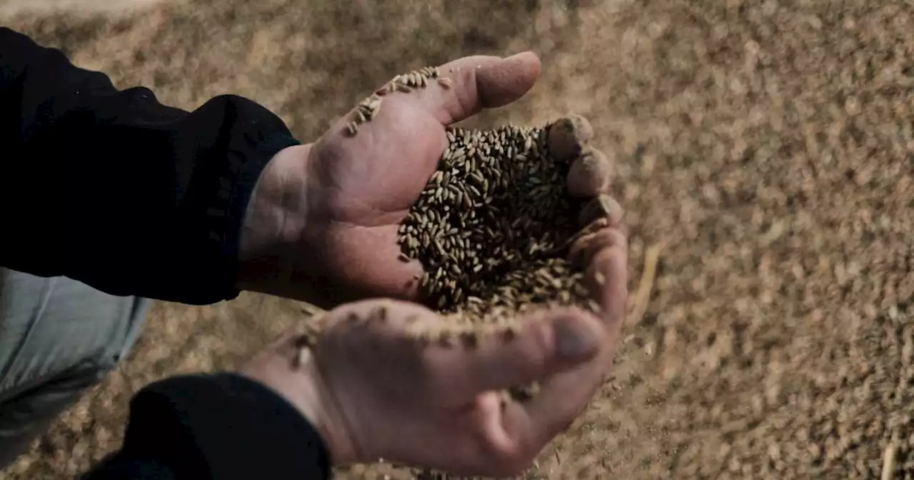 Romanian ruling party seeks ban on Ukrainian grain imports