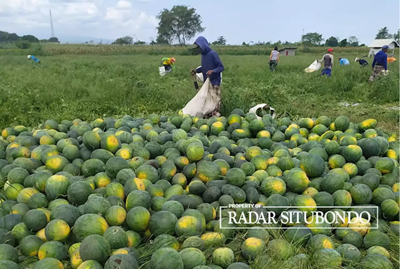 Harga Semangka Turun Jelang Lebaran Idul Fitri 1444 Hijriah