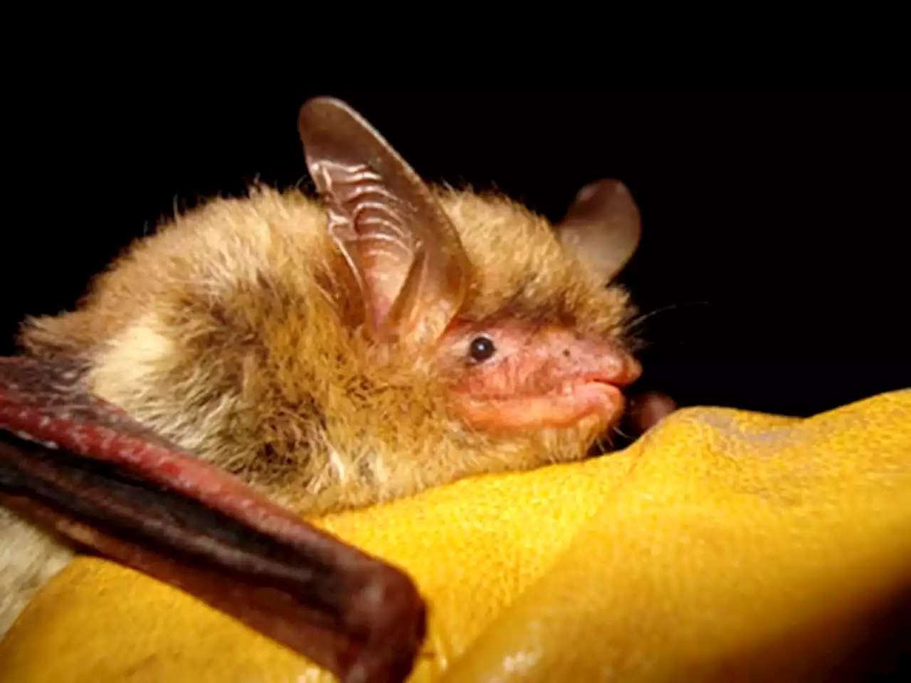 Report: Climate change, disease imperil North American bats