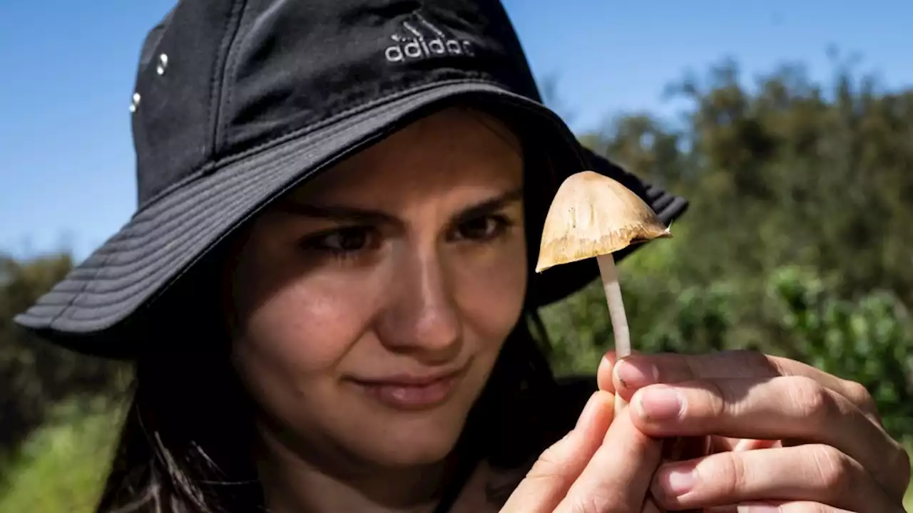 Rains bring ‘Shroom Boom in Southern California