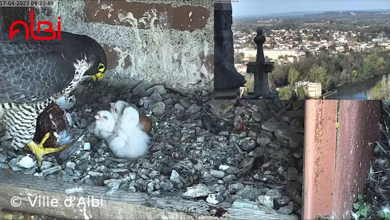 Naissance de trois bébés faucons pèlerins sur le clocher de la cathédrale Sainte-Cécile à Albi