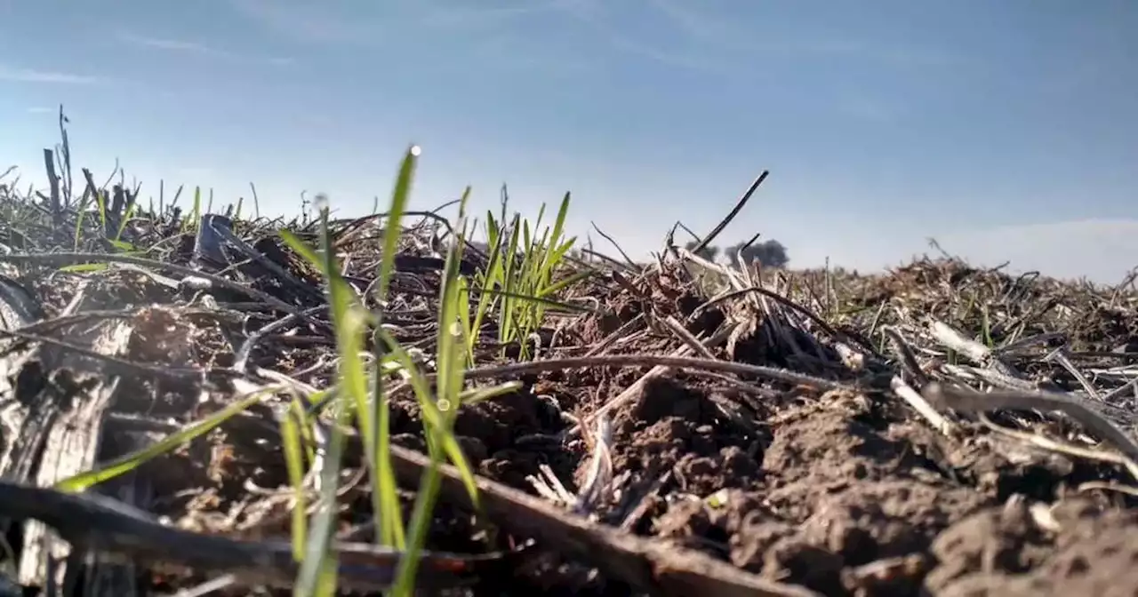 Trigo: estiman que la superficie sembrada en Córdoba será la más baja de los últimos 10 años | Agricultura | La Voz del Interior