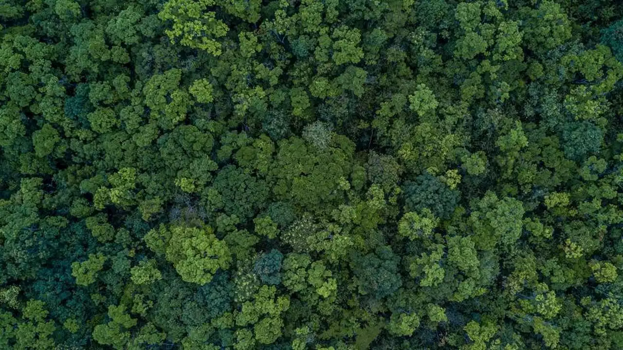 « Les forêts absorbent 20 % des émissions de CO2 en Europe »