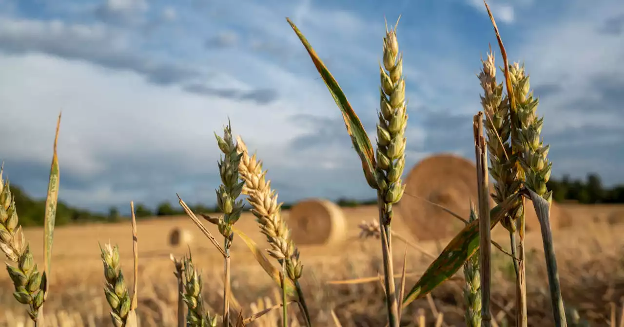 Pourquoi la Pologne, la Hongrie et la Slovaquie interdisent les importations de céréales ukrainiennes ?