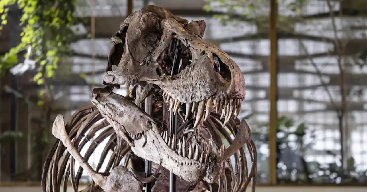 Tyrannosaurus rex skeleton expected to fetch millions at auction