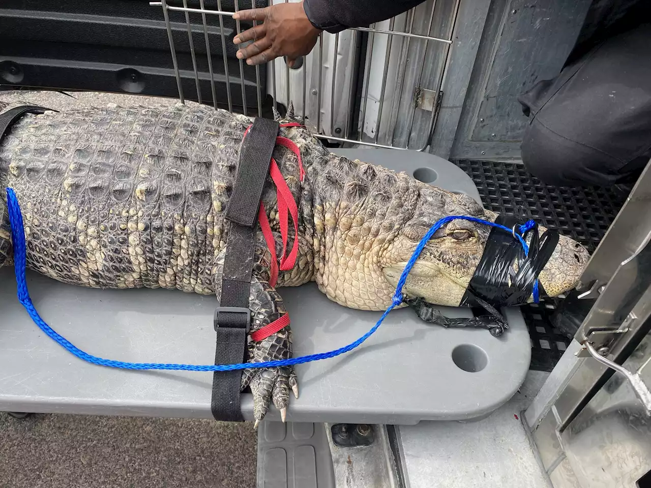 8-Foot-Long Alligator Rescued From North Philly Home