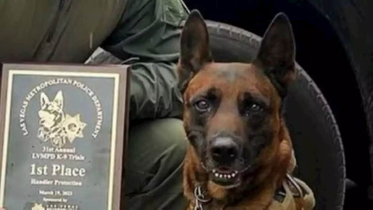 Riverside County Sheriff's K9 Rudy Killed in Perris Shootout