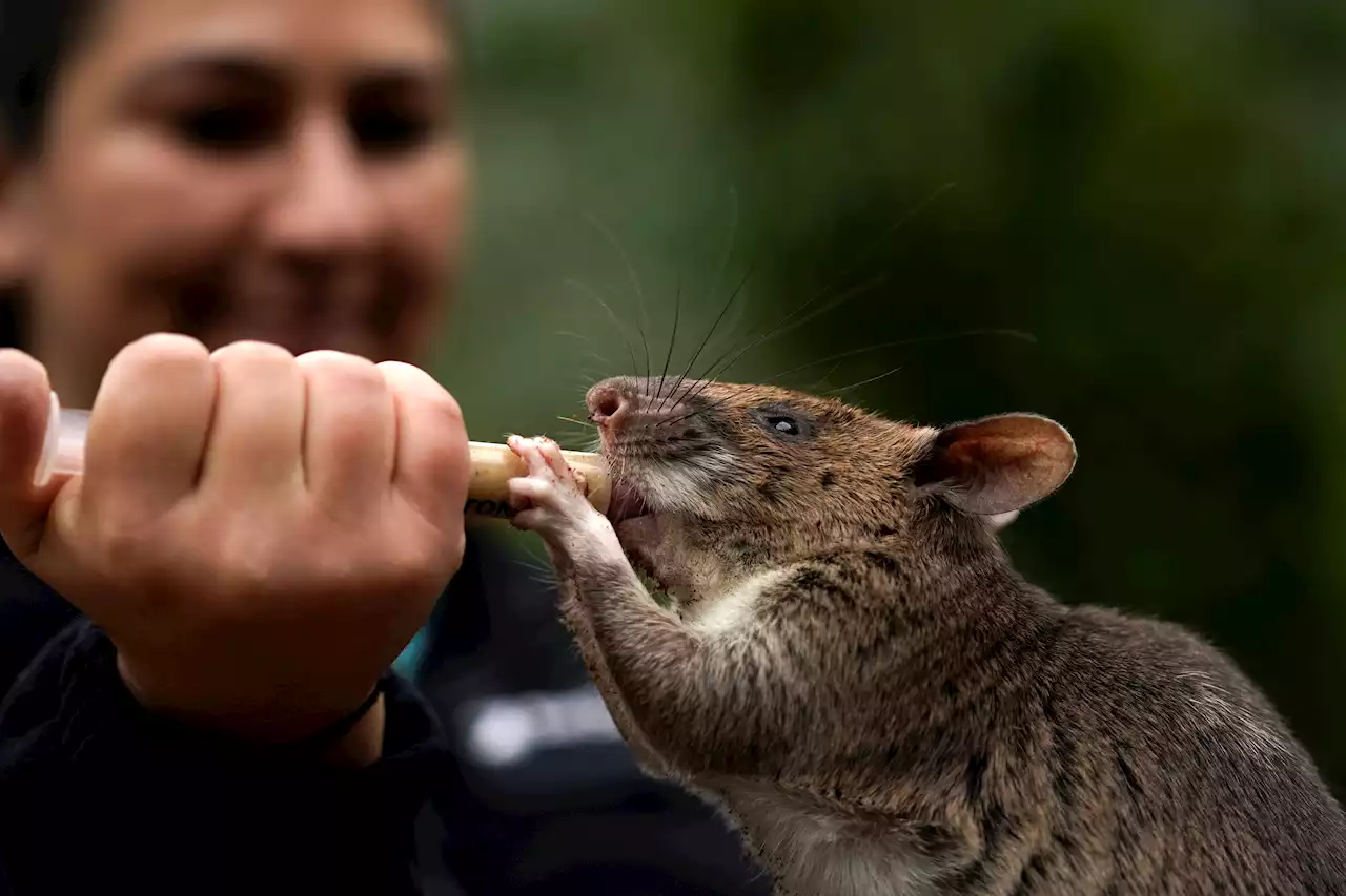 San Diego Zoo's Rat Ambassadors Show Off Abilities to Help Humans, Wildlife