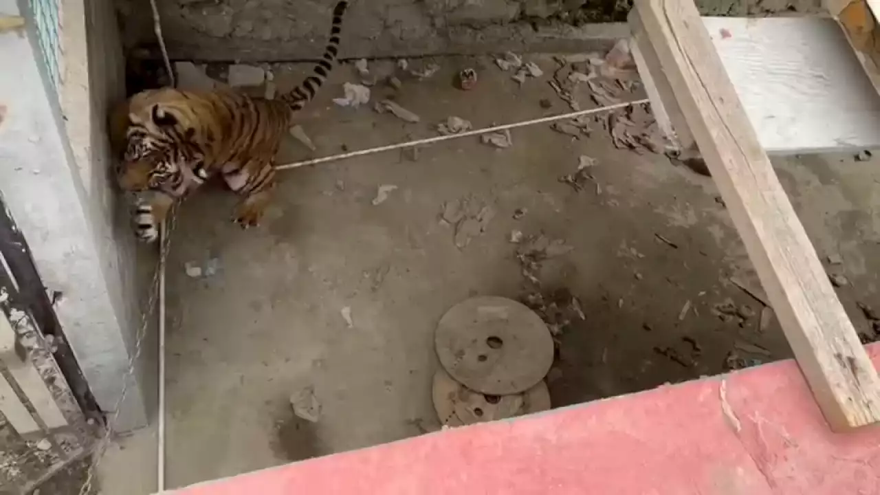 Tiger Rescued From Property in Tijuana