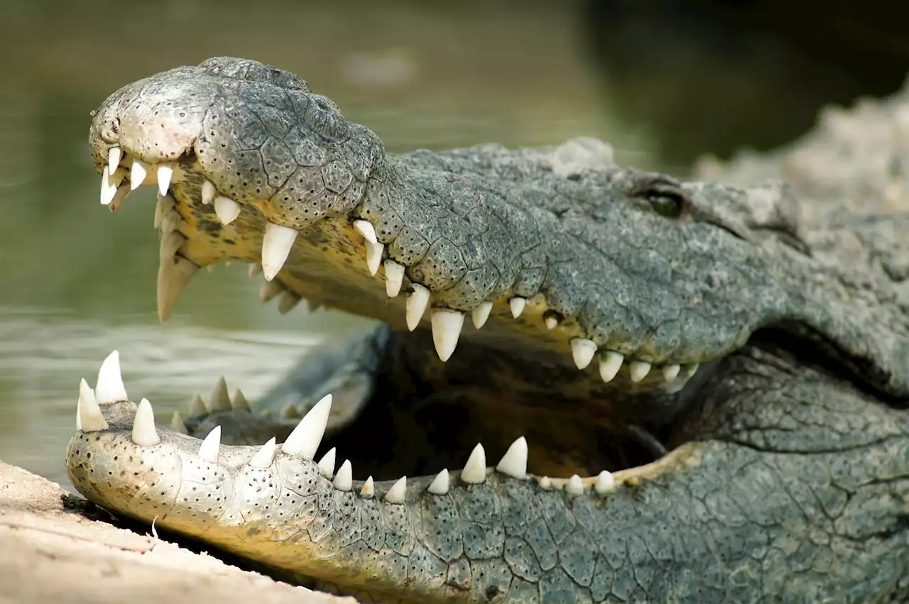 Discovery of headless crocodile sparks disturbing theory