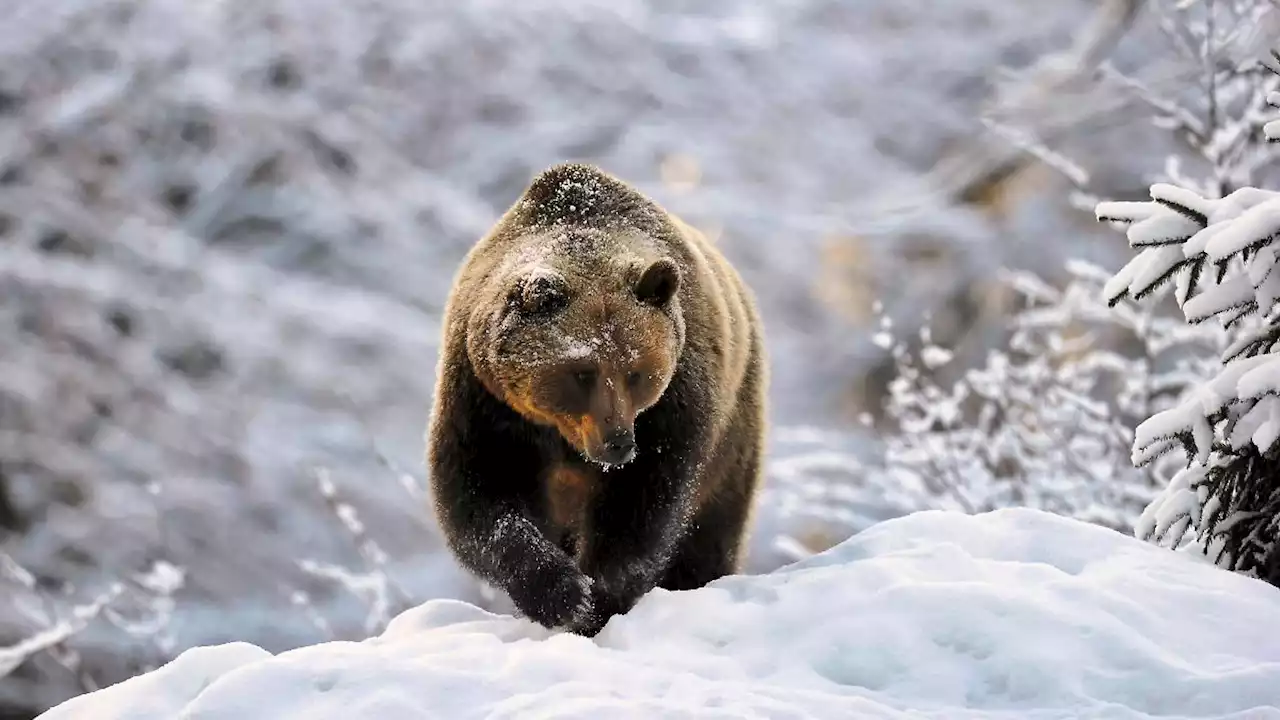 Spuren von Braunbär in Bayern entdeckt