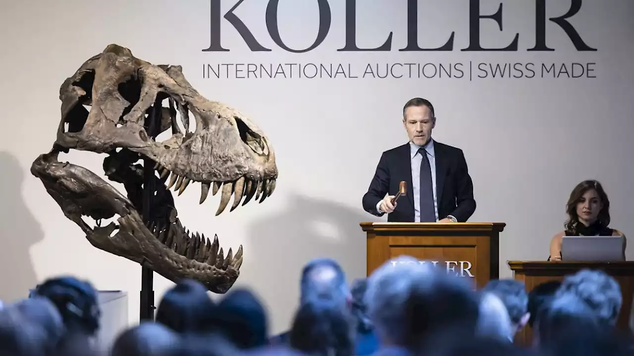 T-Rex-Skelett für 5,6 Millionen Euro versteigert