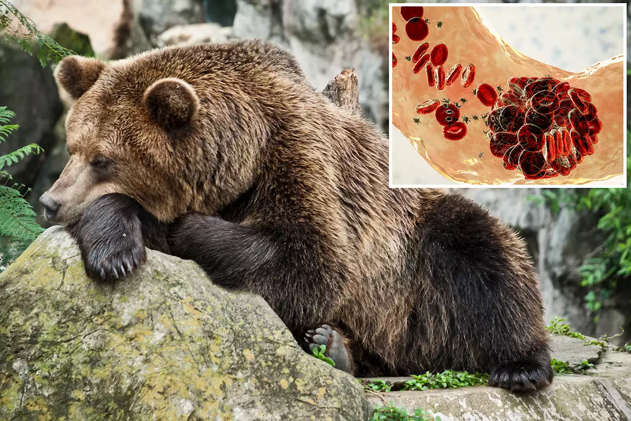 Hibernating bears may hold key to preventing deadly blood clots: study