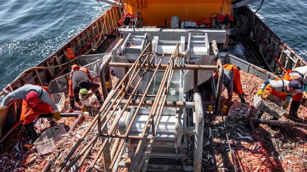 Langostino bonaerense: tan rico como limitado | El recurso que podría convertirse en el motor de la industria