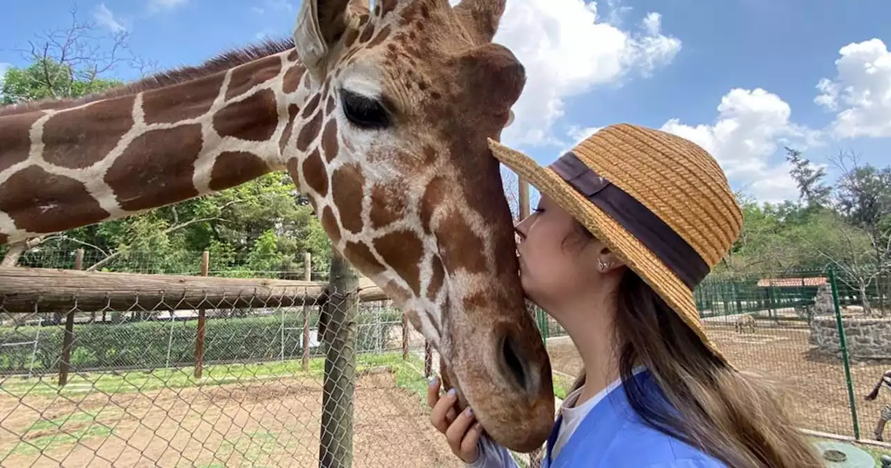 Celebra un Día del Niño 'salvaje' en el Zoológico de Irapuato; los 'peques' entrarán gratis