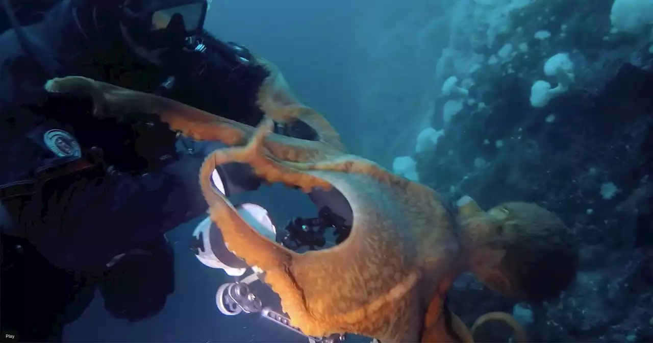 Giant Octopus Named Larry Mugs Diver for his Camera