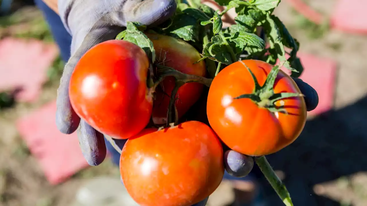 Food forests can bring climate resilience, better health, and tasty produce to city residents