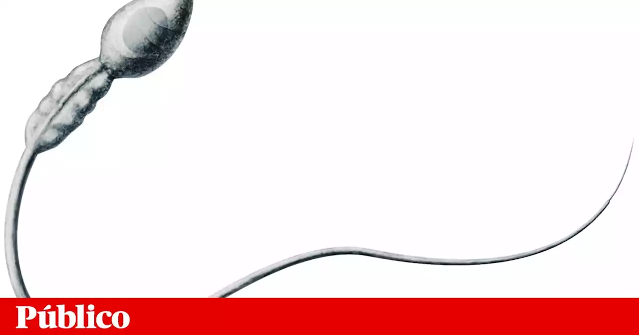 Identificado gene que poderá ser a chave para contraceptivo masculino