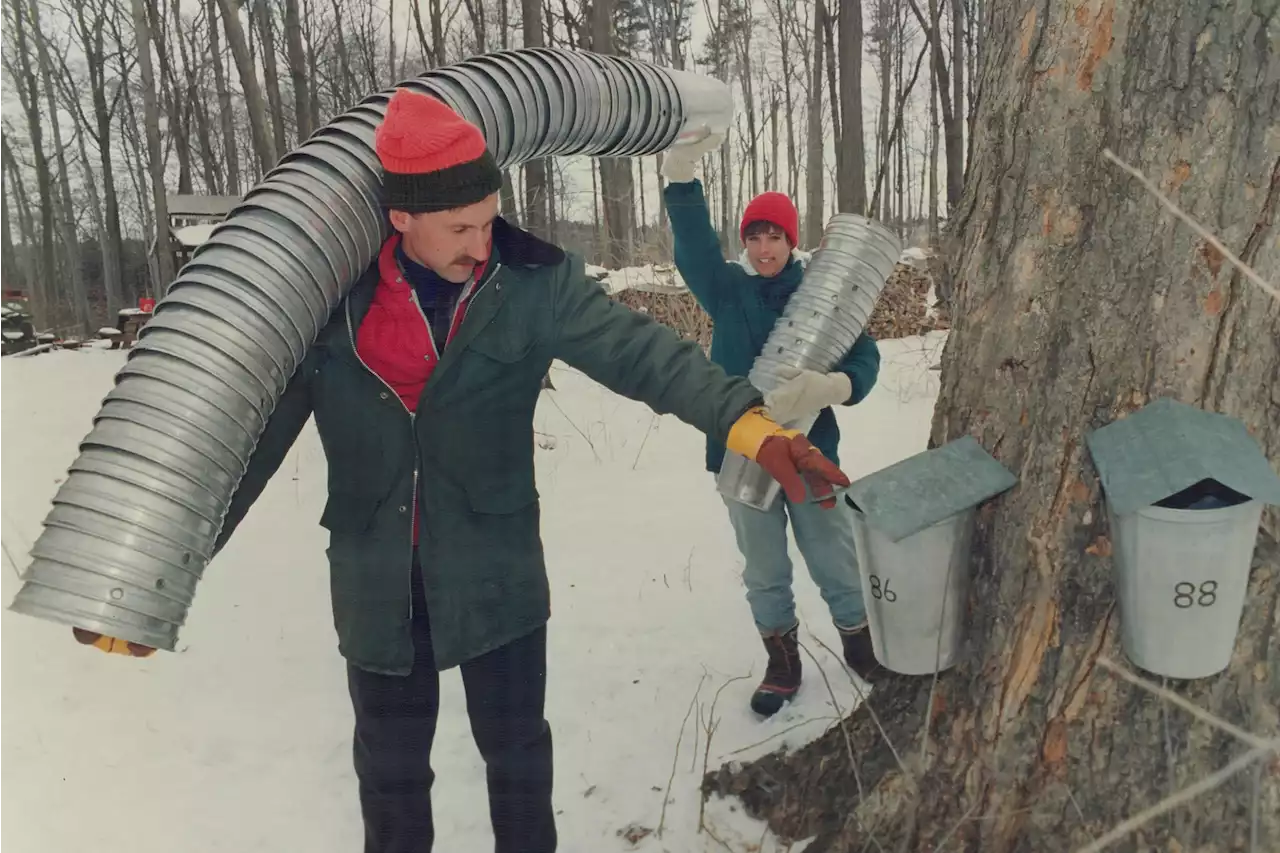 Producto estrella de Canadá sufrió este año complicaciones por el cambio climático - Pulzo