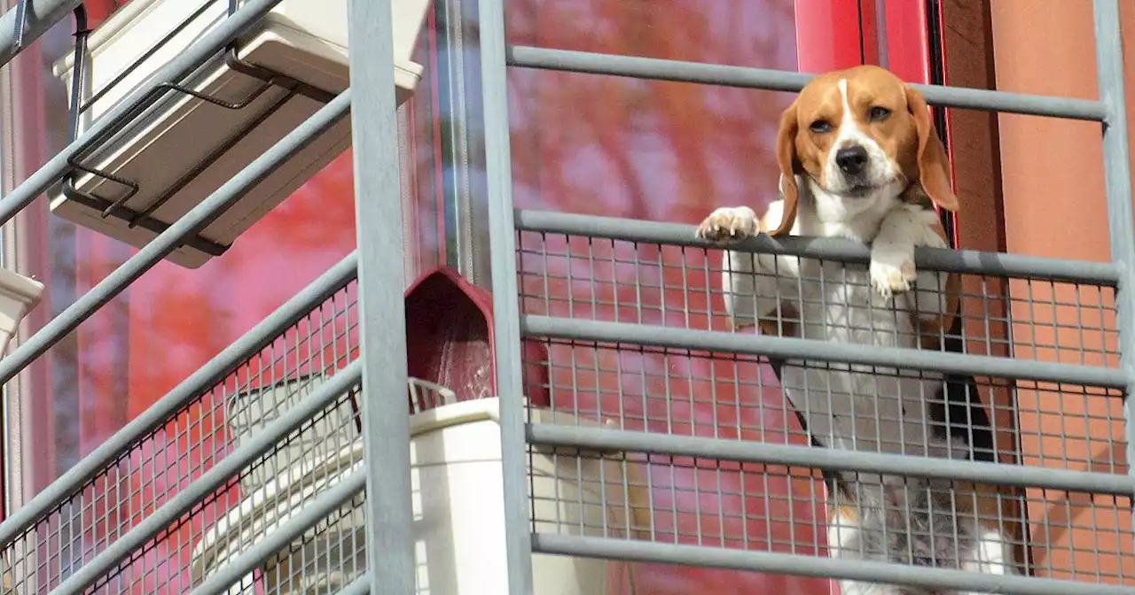 Agrigento, lancia il cane della compagna dal balcone e lo uccide