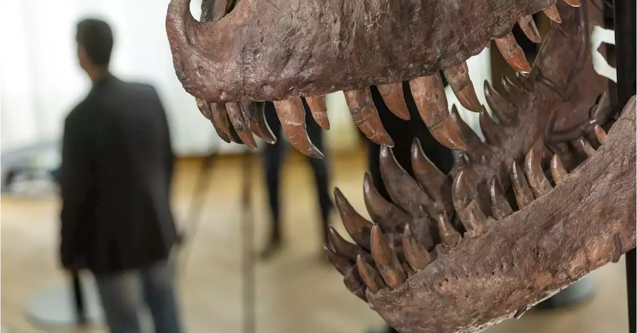 T-Rex skeleton sells for more than $6 mln at Swiss auction