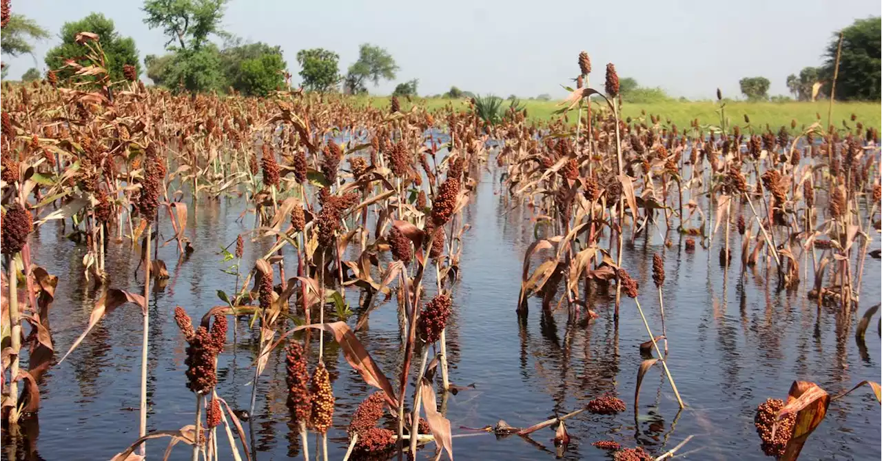 West Africa faces acute food shortages with thousands near famine, say UN agencies