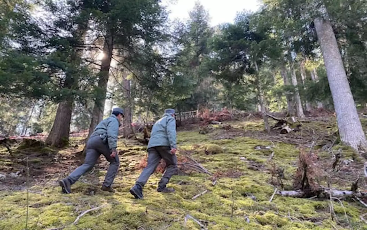 Runner ucciso in Trentino, è stata catturata l'orsa Jj4