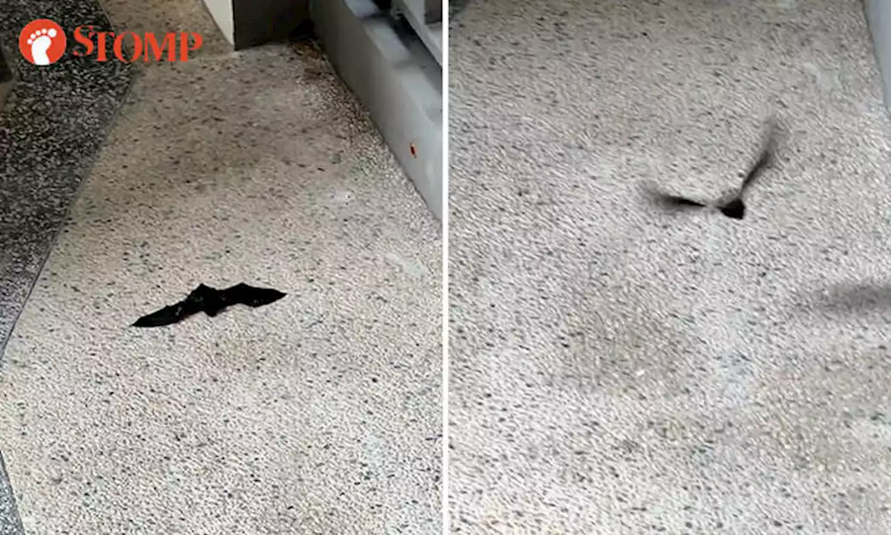 Bat pays surprise visit to Tampines resident