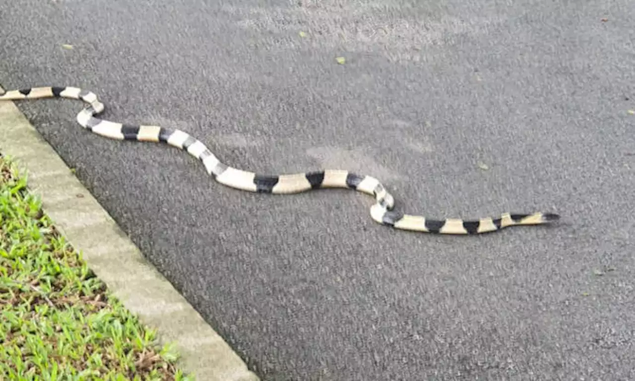 'Rope' at Pasir Ris Park turns out to be rare, venomous snake