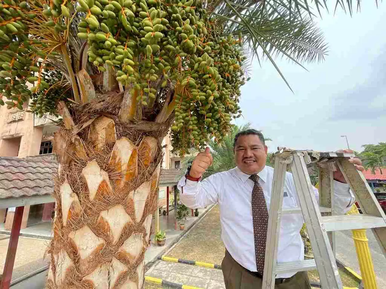 Kurma berbuah lebat selepas 8 tahun