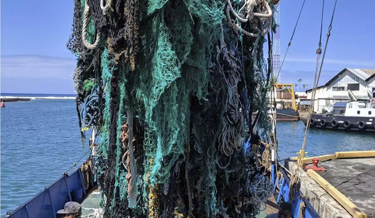 Coastal life forms thriving on debris in Great Pacific Garbage Patch