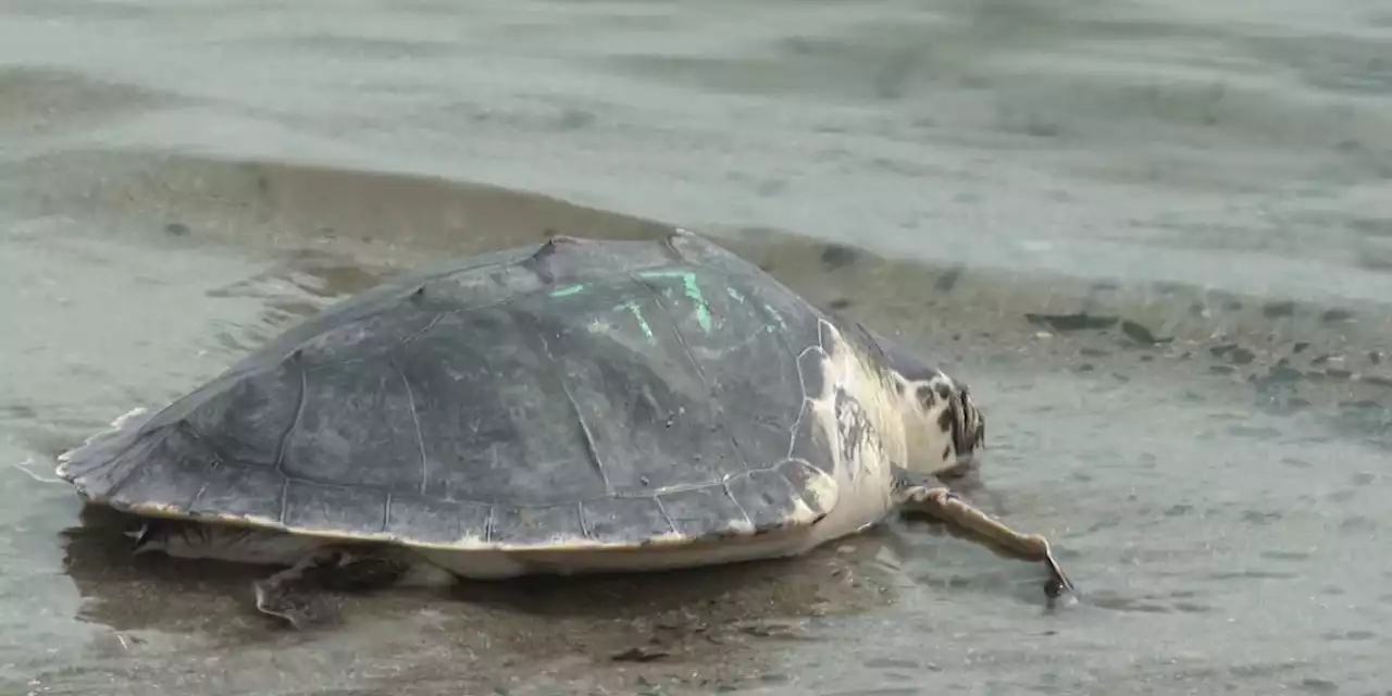 2 dozen rehabilitated turtles released back into the ocean