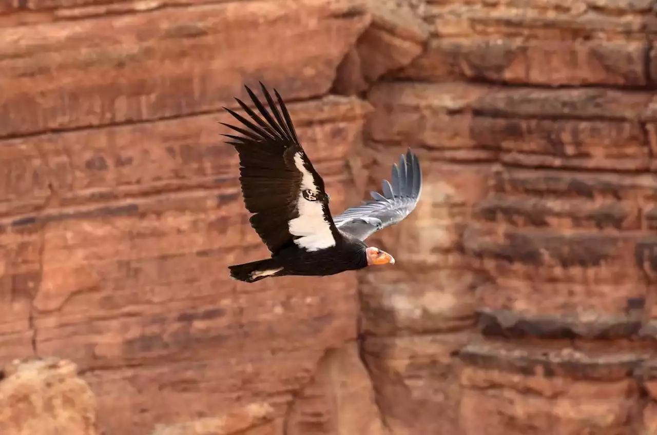 Avian flu is killing endangered California condors at alarming rate, federal data suggests