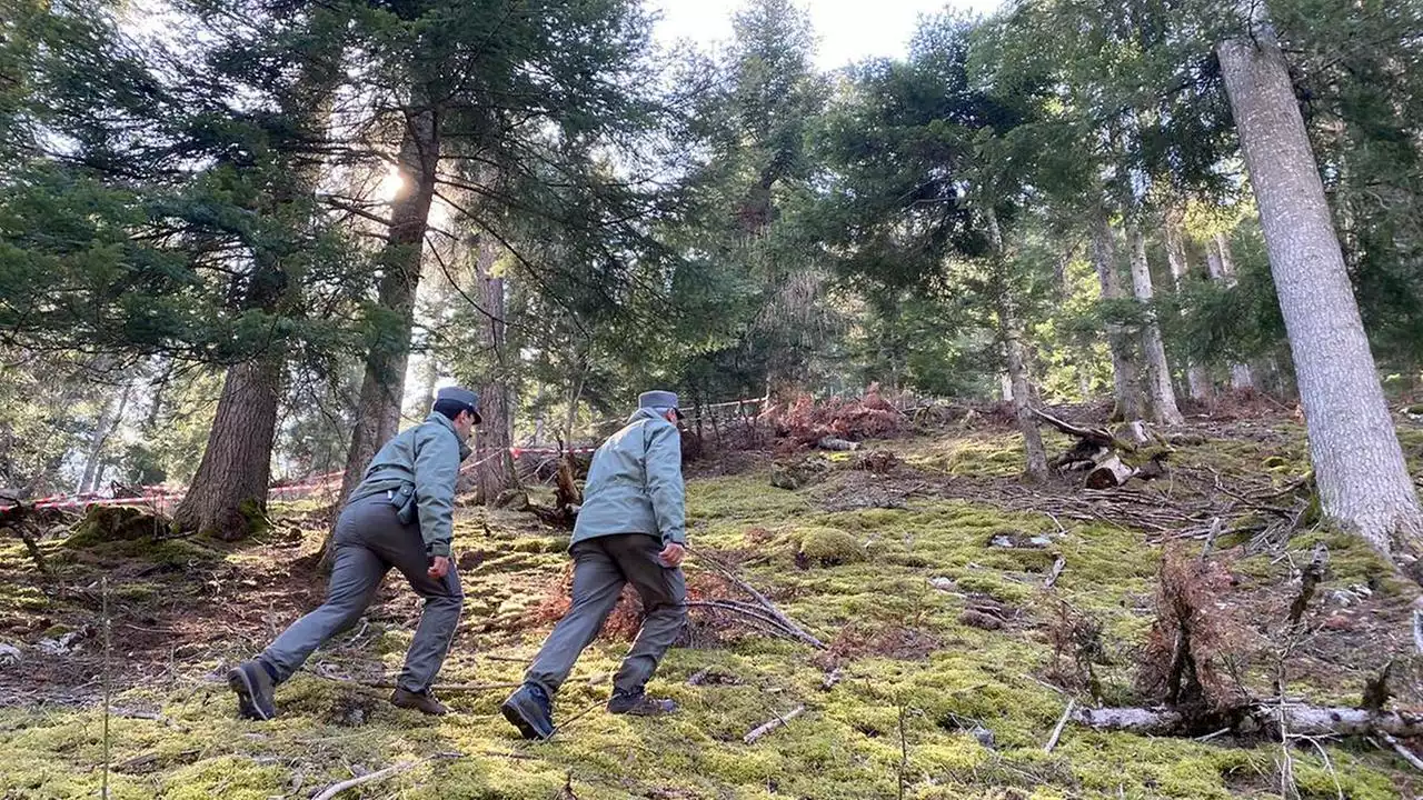 Nach Tod eines Joggers in Norditalien: Bärin JJ4 eingefangen