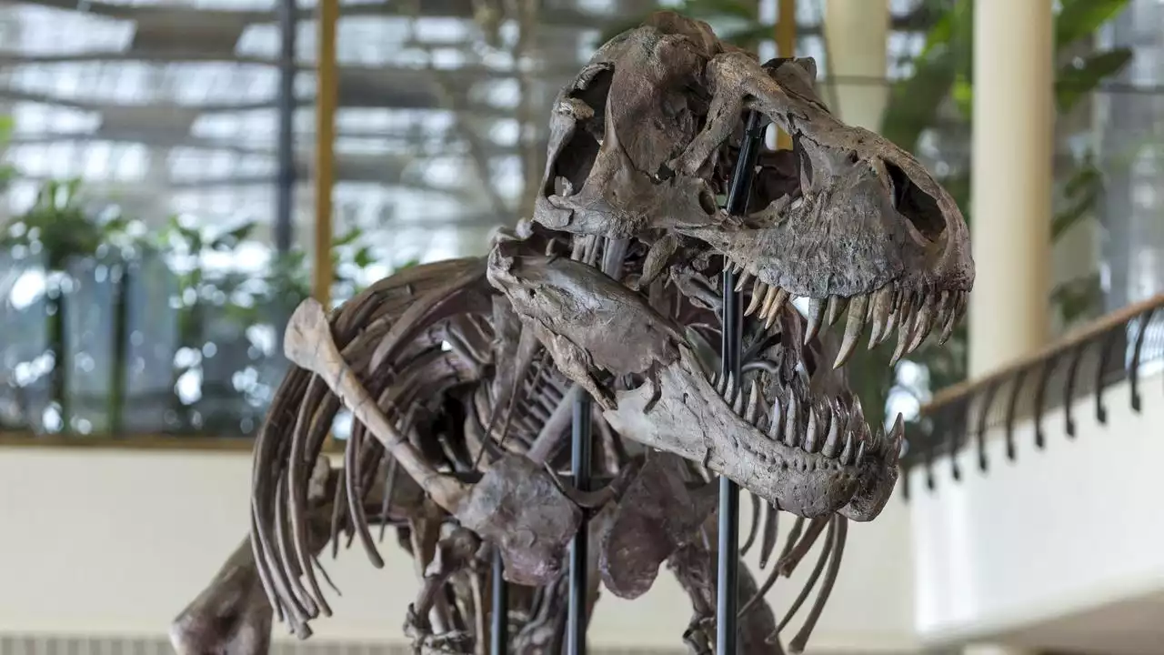 Versteigerung: Tyrannosaurus Rex kommt unter den Hammer