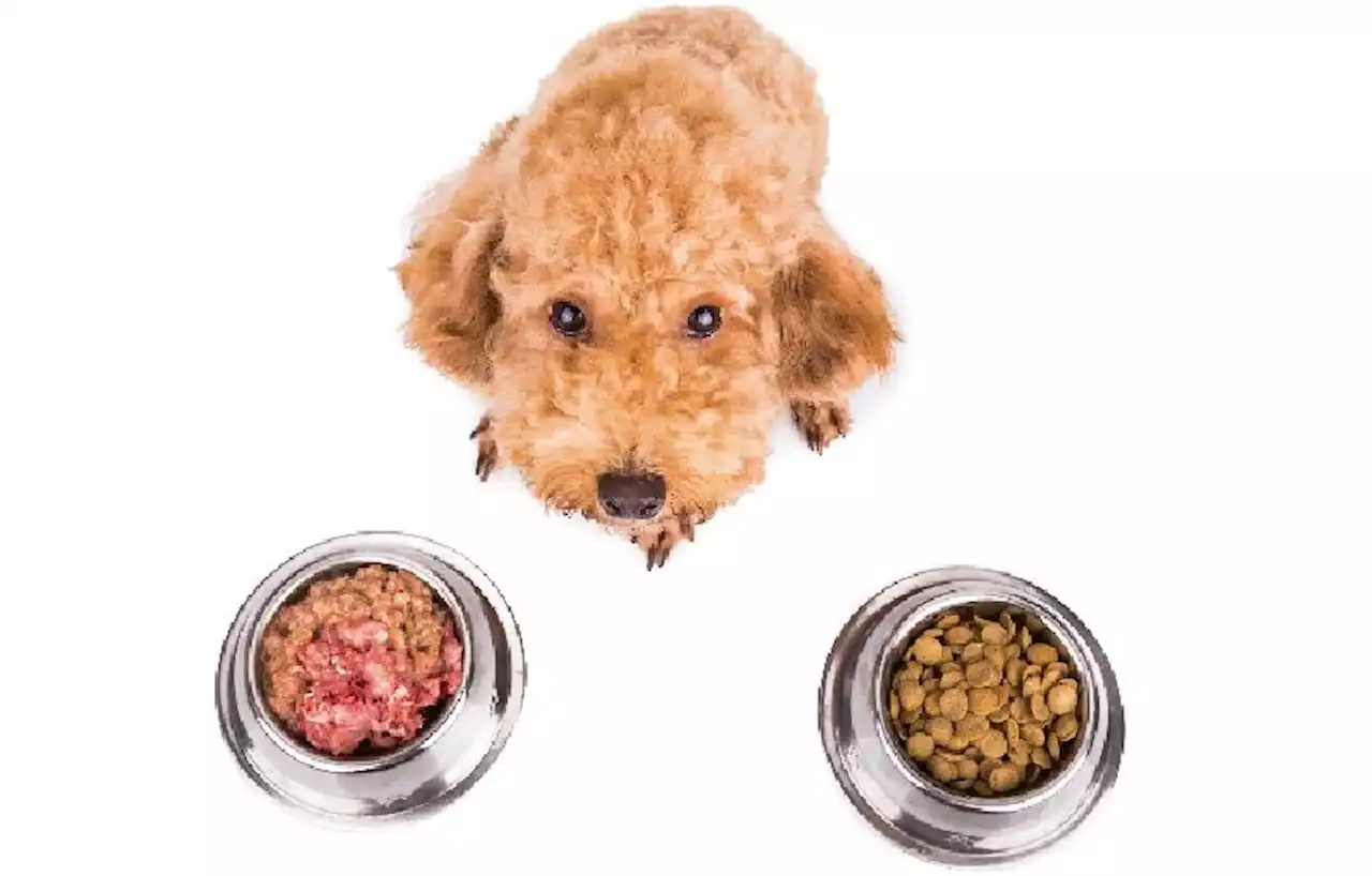 Le régime BARF pour chien : une bonne idée ?