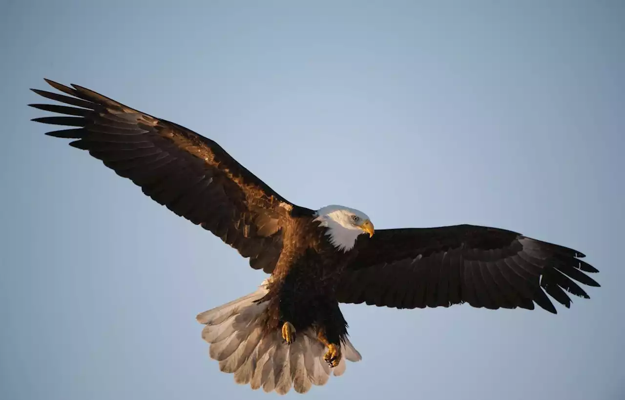 Un aigle mâle qui couvait une pierre a finalement adopté un oisillon blessé