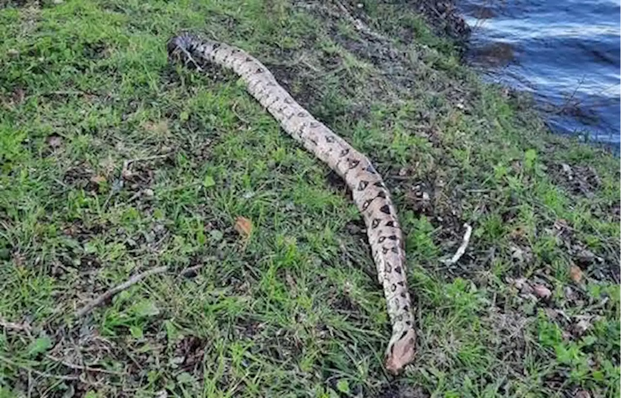 Un boa de plus de deux mètres retrouvé mort dans un étang en Bretagne