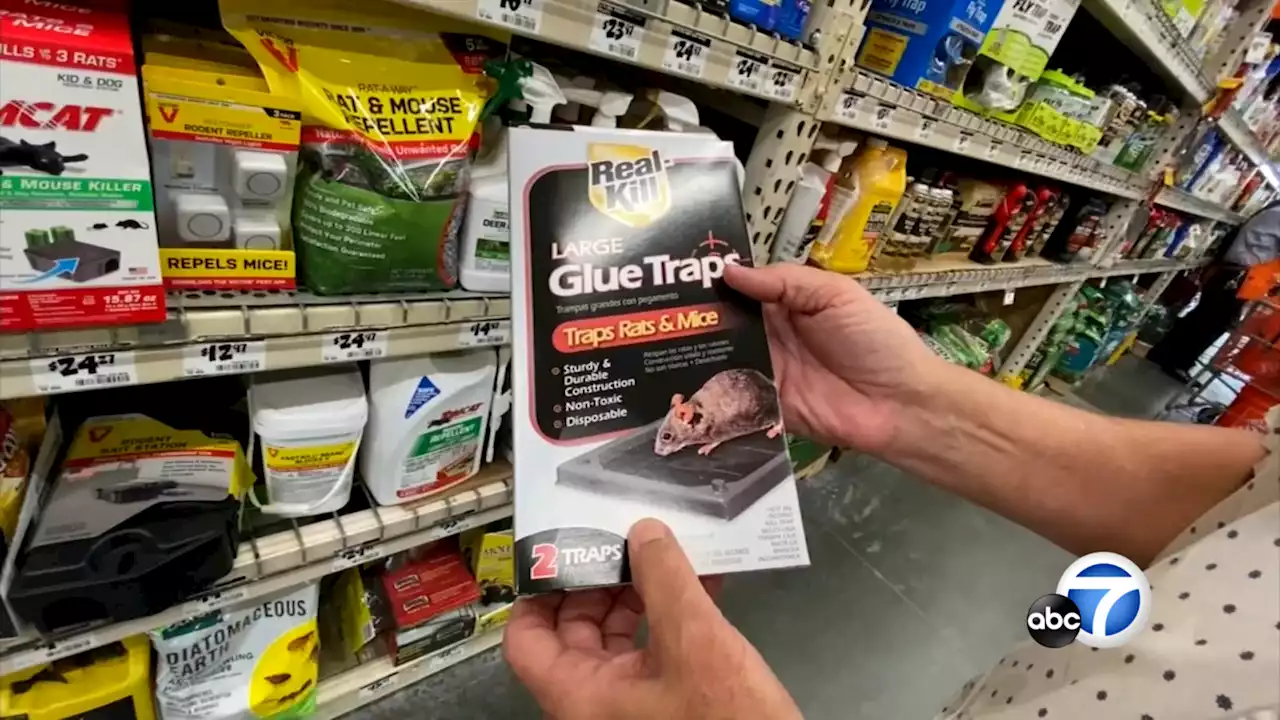 West Hollywood becomes 1st city in country to ban rodent glue traps