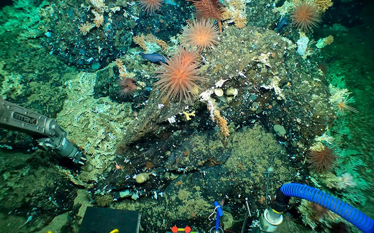 Descubren un inmenso y antiguo arrecife de coral en las Galápagos