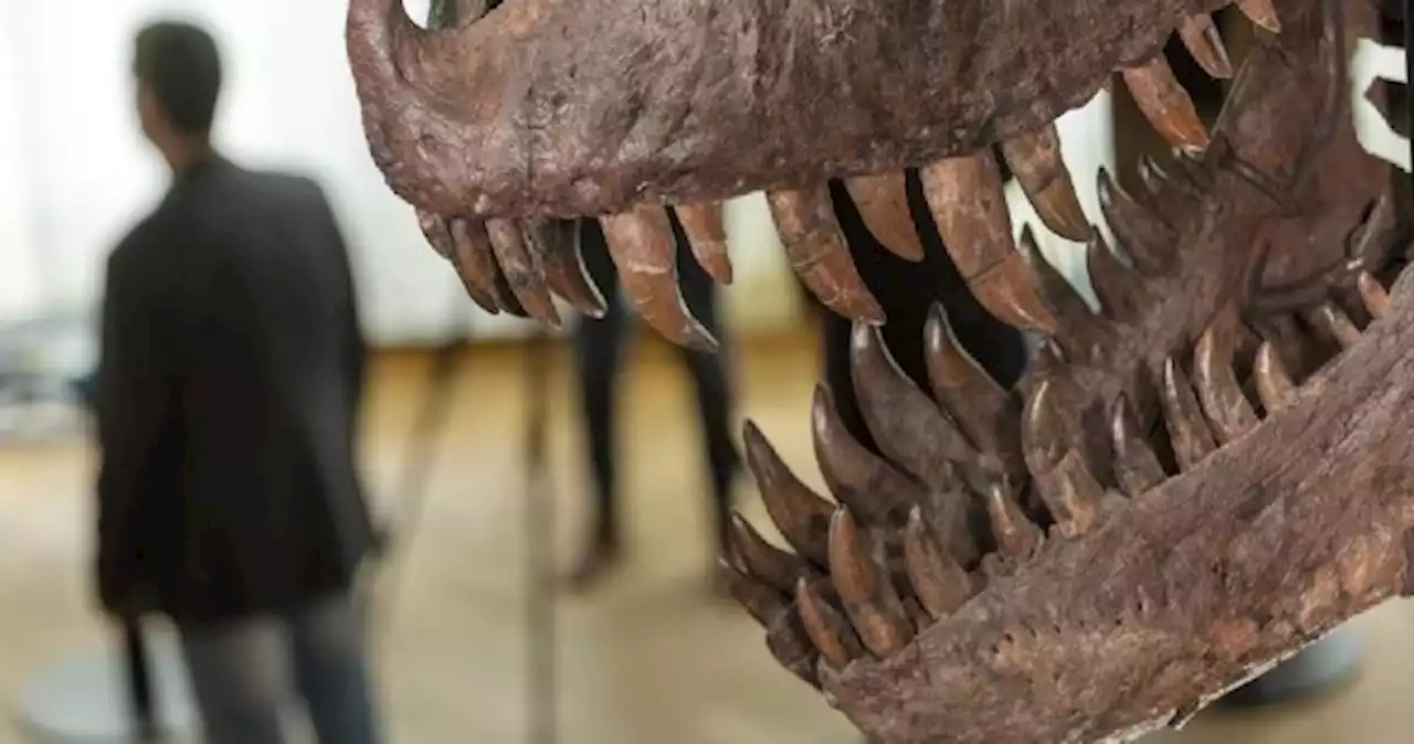 T-Rex skeleton sells for more than $8m at Swiss auction