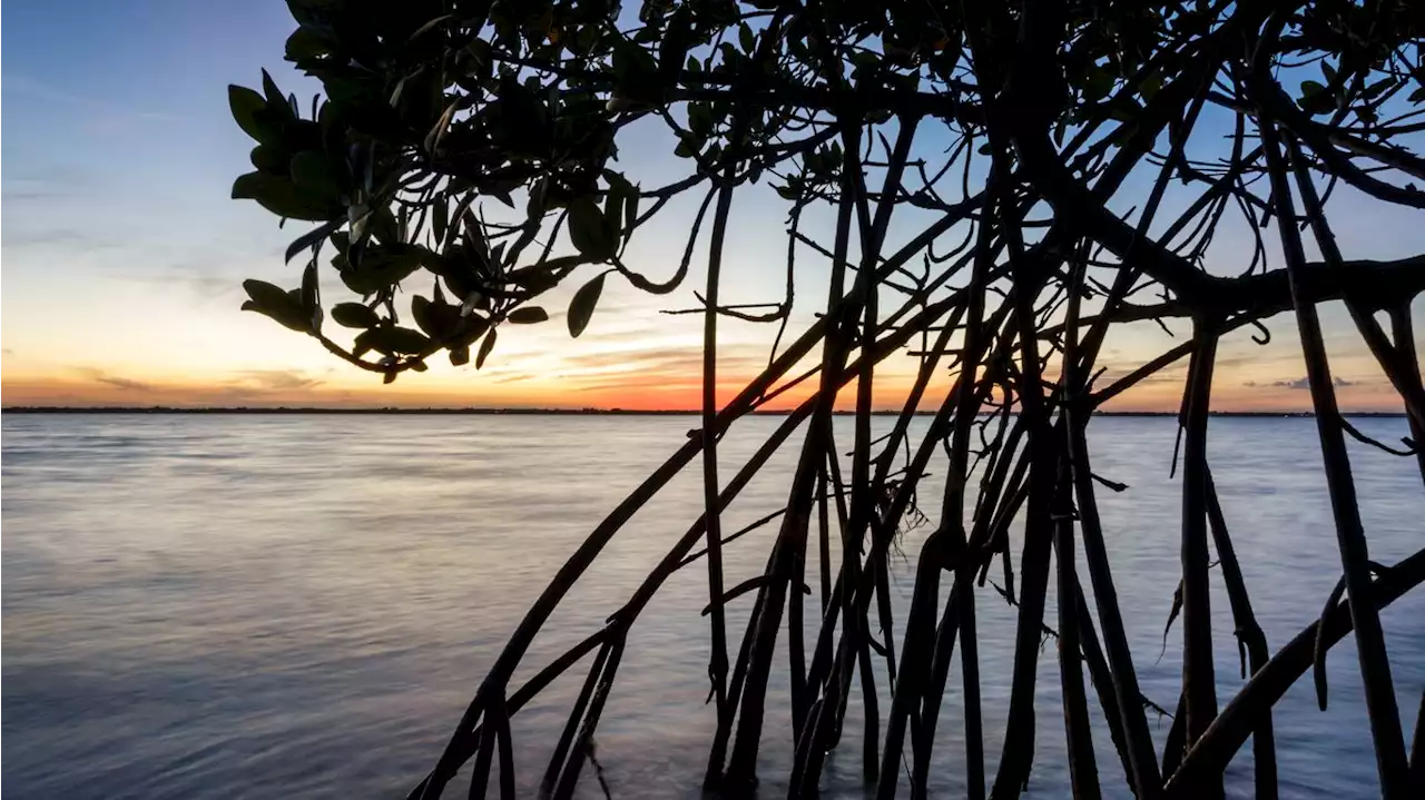 Mangroves could take root in Georgia and South Carolina