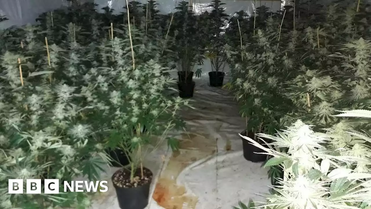 Cannabis find shows exploitation of vulnerable people - police