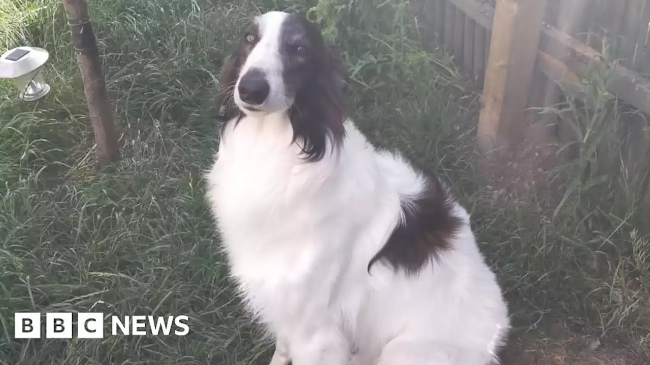 Pet dog killed in attack by two other dogs near Rotherham