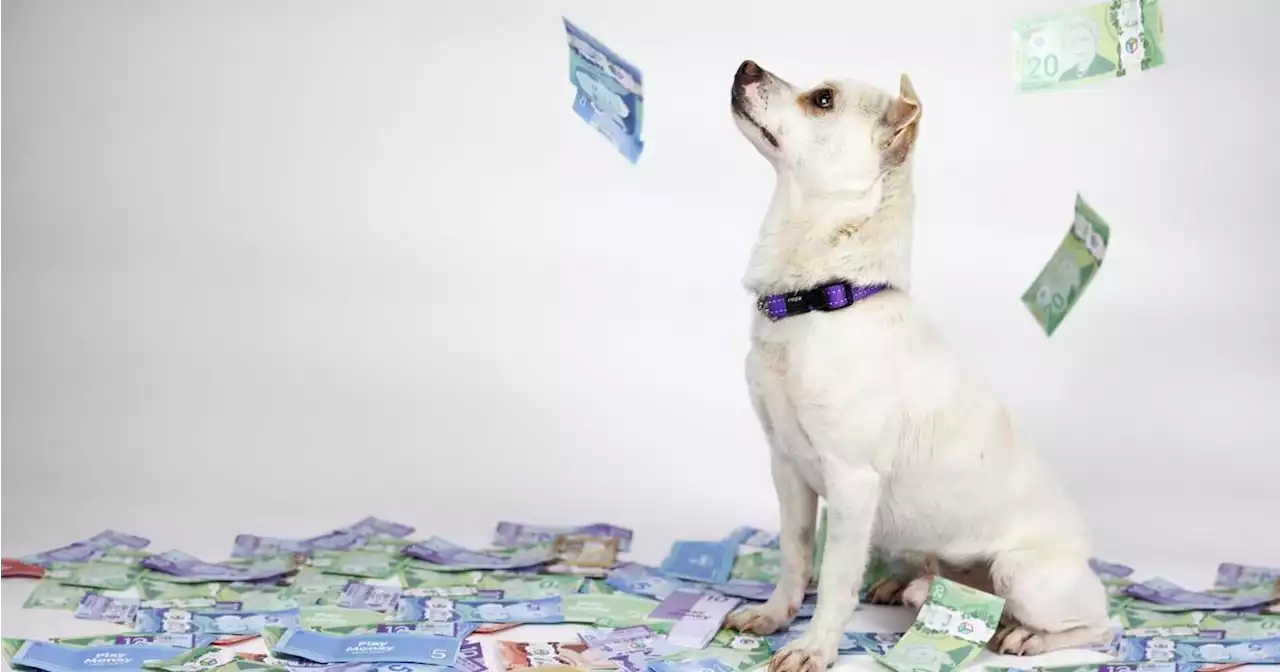 You could win big with Toronto Humane Society's spring raffle while supporting pets in need