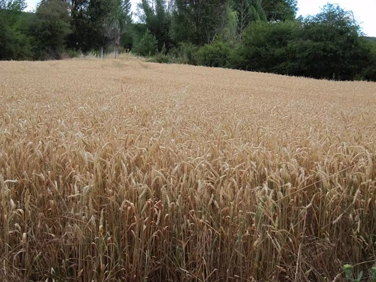 Bruselas anuncia una ayuda de 100 millones por las importaciones de grano ucraniano