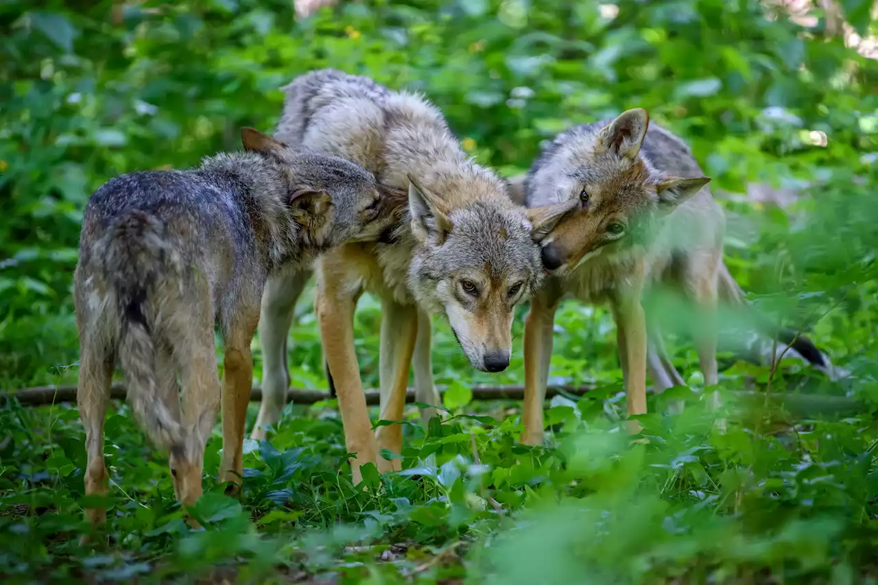 Kommt der Wolf, wächst der Wald?