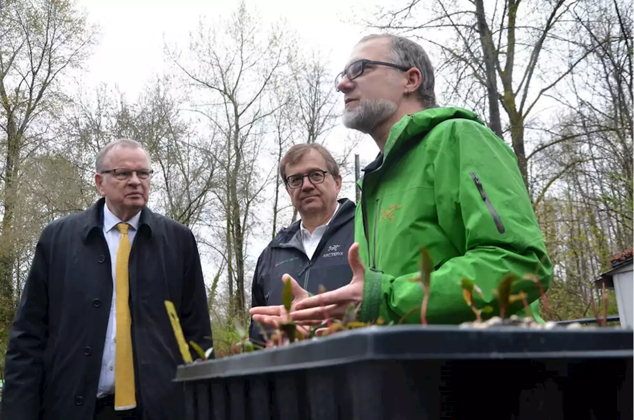 Province and feds agree to plant 37M new trees in B.C.